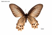 藏品(曙鳳蝶)的圖片